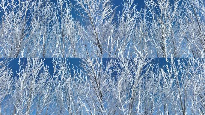 冰景雪霁树枝天空