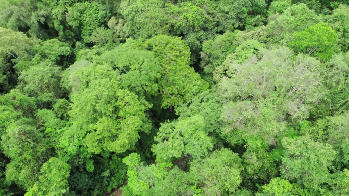 俯拍郁郁葱葱的西双版纳热带雨林风景