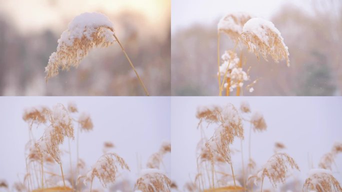 芦苇雪景