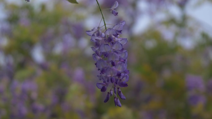 紫藤花花朵花瓣绽放