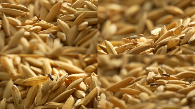 衣蛾 谷盗 粮食害虫 粮储虫害