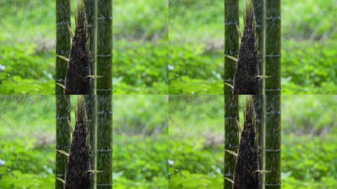 春笋雨露  雨后春笋  茁壮成长