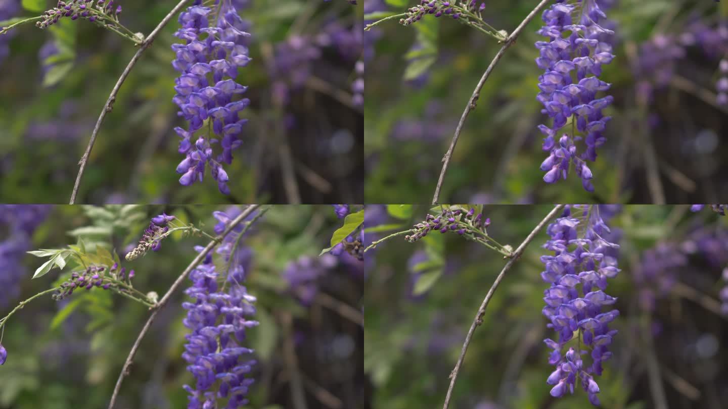 紫藤花花瓣花朵盛放