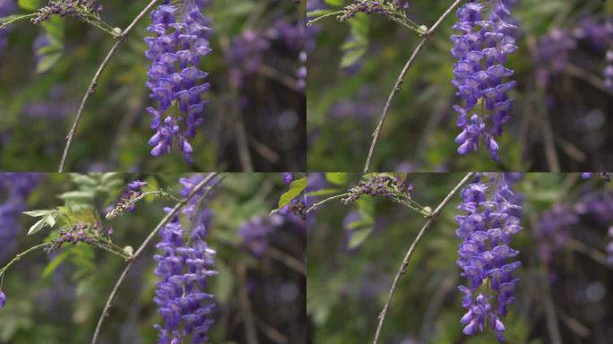 紫藤花花瓣花朵盛放