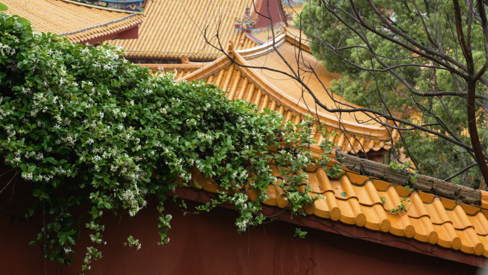 寺院里的络石花寺庙里的花梅雨谷雨