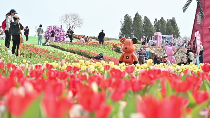 4K云上郁金香 航拍浪漫花海