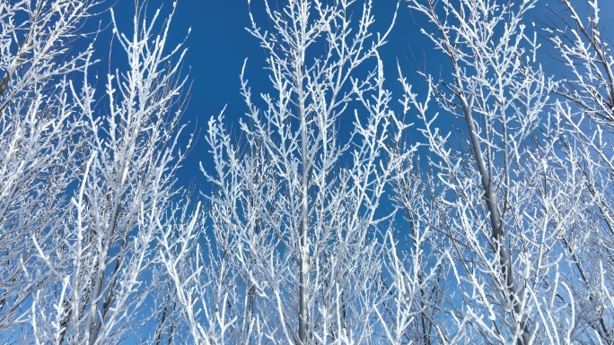 寒冬树枝挂雪