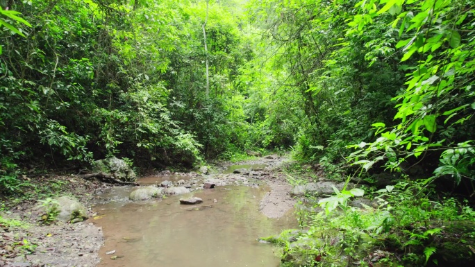 航拍郁郁葱葱的西双版纳热带雨林风景