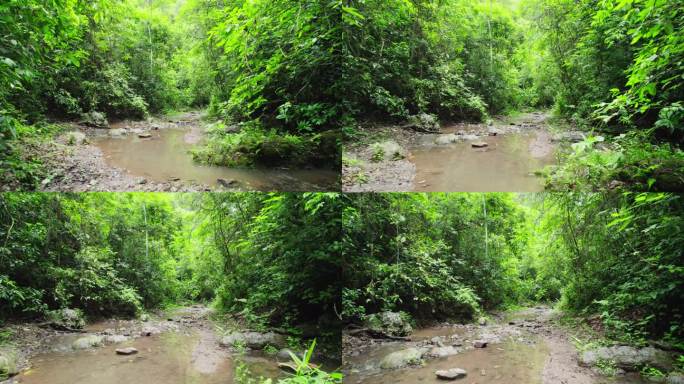 航拍郁郁葱葱的西双版纳热带雨林风景