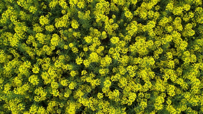 春日 油菜花