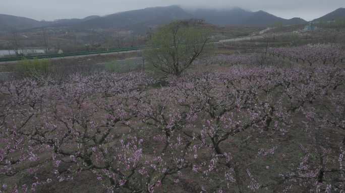 航拍威海市文登区葛家镇谭家口村山野桃花