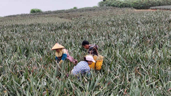 湛江徐闻果农采摘菠萝现场