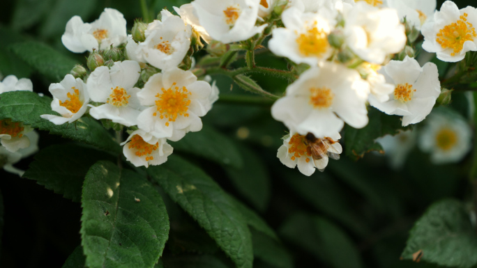 蔷薇花蜜蜂春天蜜蜂采花田野