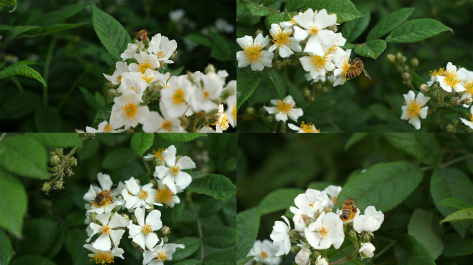 蔷薇花蜜蜂春天蜜蜂采花田野