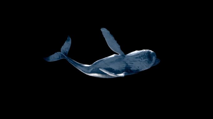 A01-鲸鱼-仰视图