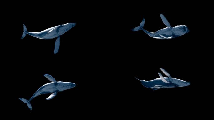 A01-鲸鱼-仰视图