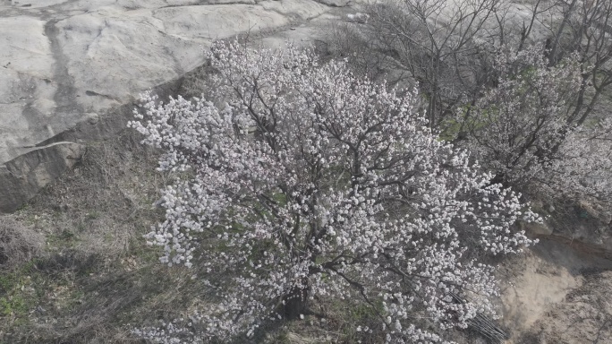 航拍威海市文登区昆嵛山楚岘村山野樱桃花开