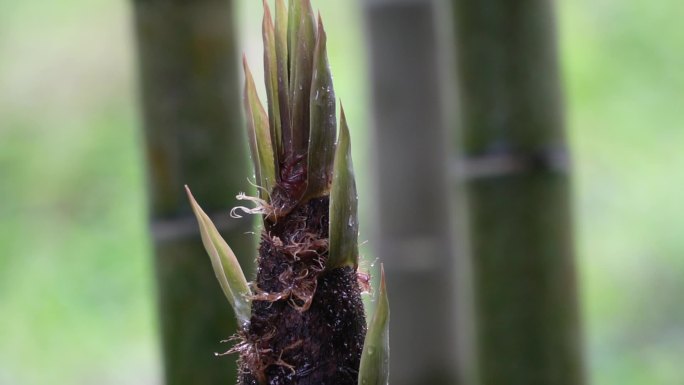 春笋雨露  雨后春笋  茁壮成长