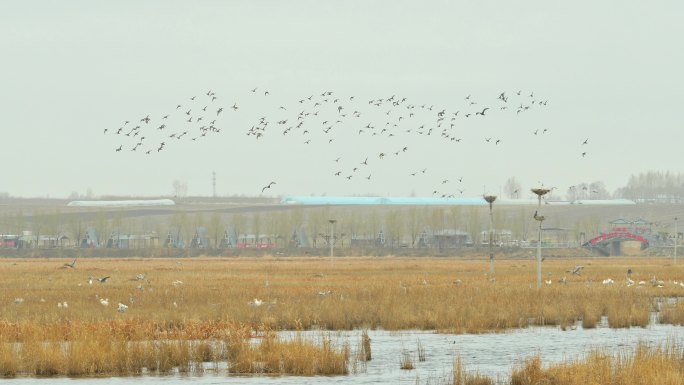 湿地自然鸟类繁衍迁徙筑巢东方白鹳白枕鹤