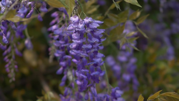 紫藤花花朵花瓣花开开放