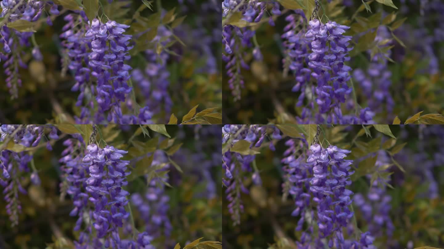紫藤花花朵花瓣花开开放