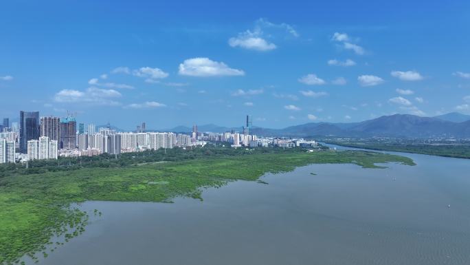 深圳福田区红树林自然保护区航拍