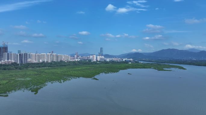 深圳福田区红树林自然保护区航拍