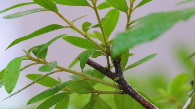 城市下暴雨下雨天雨水雨滴植物树叶子草木雨