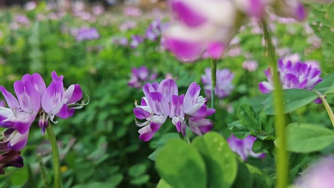 花随风动