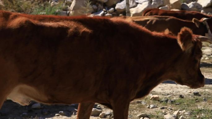 新疆牛