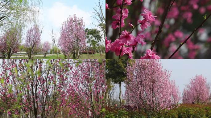 观赏桃桃花公园