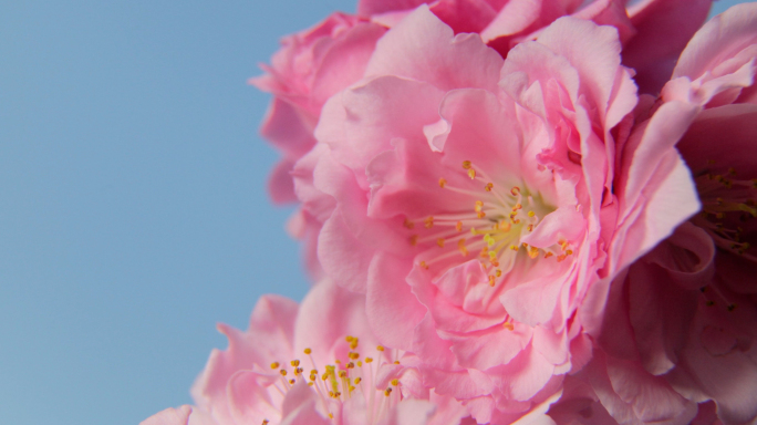 花朵绽放花开延时桃花