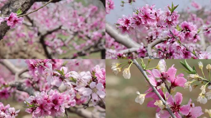 山桃花开【实拍】