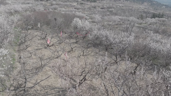 航拍威海市文登区昆嵛山楚岘村山野樱桃花开