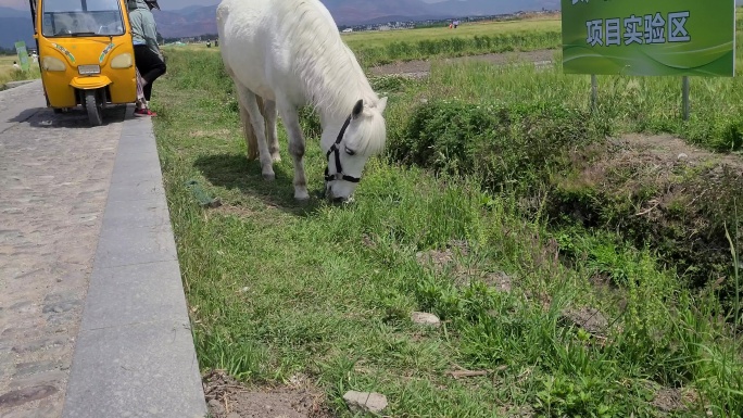 白马吃草