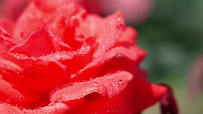 红色月季花露水春暖花开