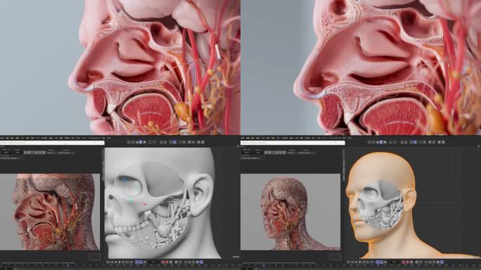 鼻子鼻腔内部解剖结构