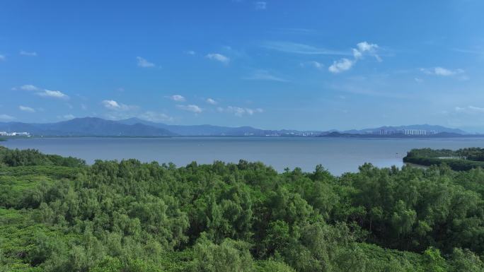 深圳福田区红树林自然保护区航拍