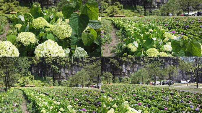 重庆南川万卷书台露营基地风光