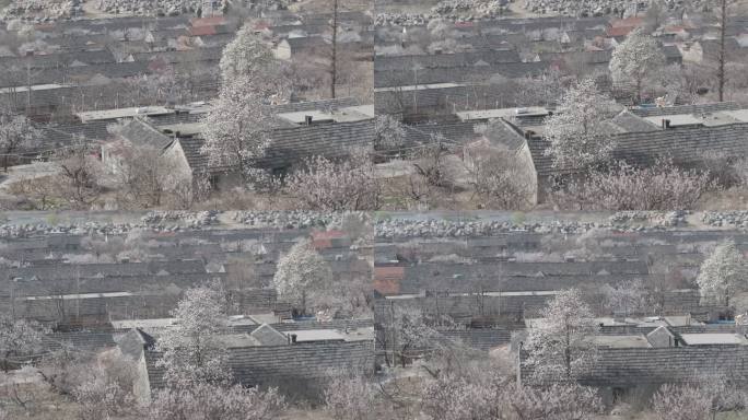 航拍威海市文登区昆嵛山楚岘村山野樱桃花开