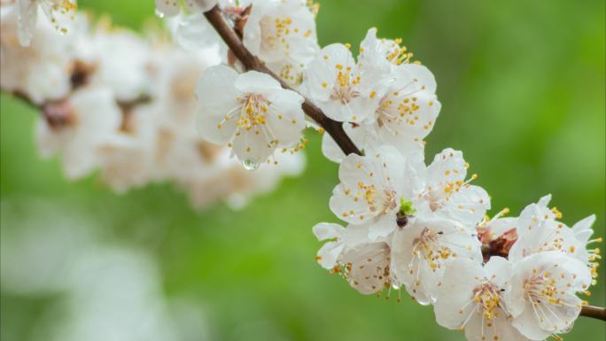 杏花桃花梨花春天春雨