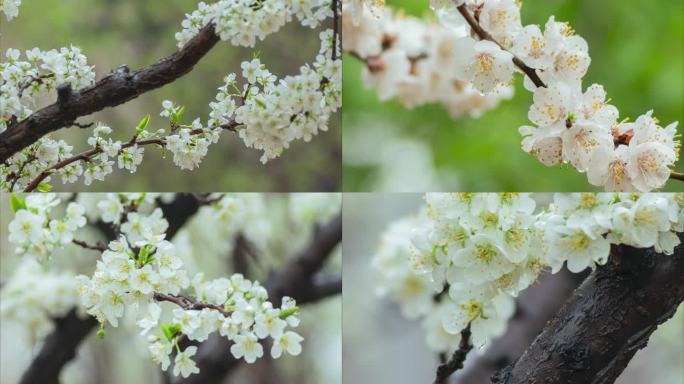 杏花桃花梨花春天春雨