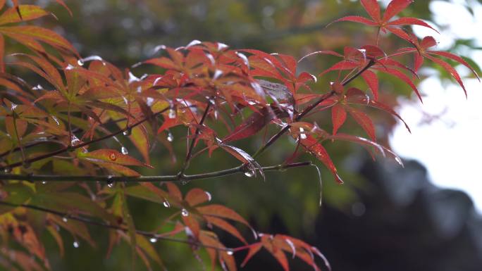 下雨天 雨景 雨中