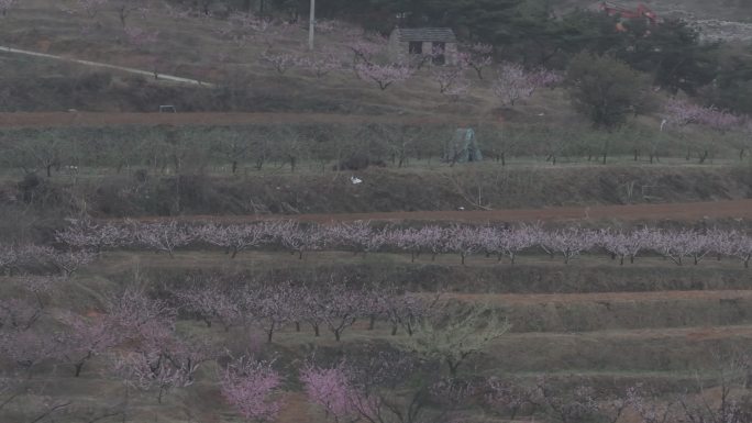 航拍威海市文登区葛家镇谭家口村山野桃花