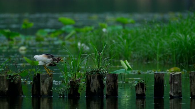 湿地公园的池鹭