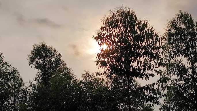 早晨晨风吹绿树叶早晨太阳树叶剪影风吹绿树