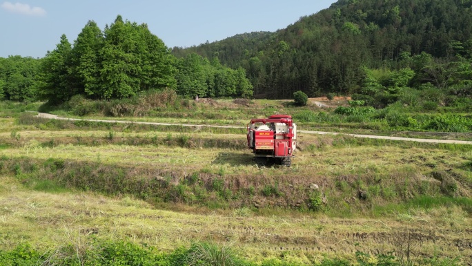 舒适唯美乡间稻田风光0804