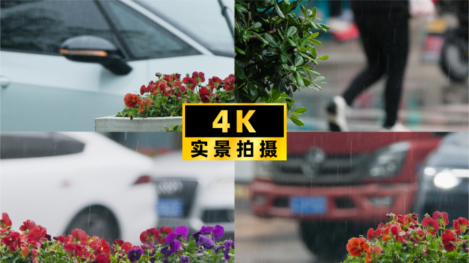 车流特写与花坛倩影，共绘雨中都市风情