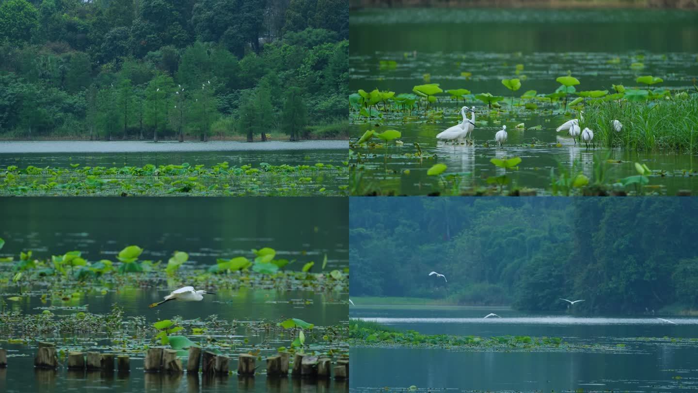 湿地公园白鹭栖息地生态环境合集