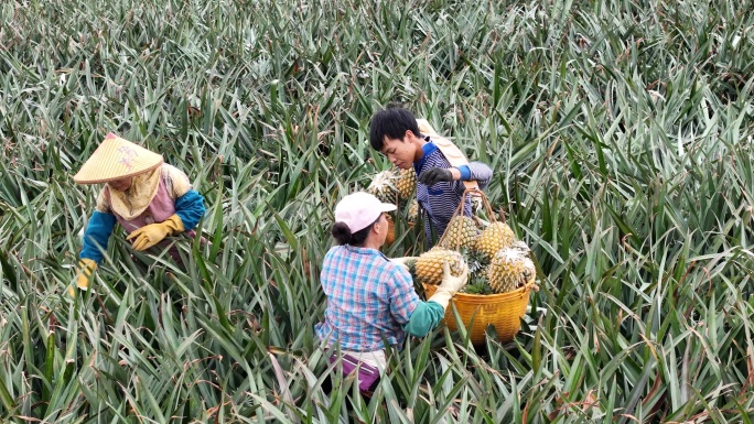 湛江徐闻果农采摘菠萝现场